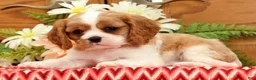 Cavalier King Charles Spaniel dogs for sale: Toby - Ad 4