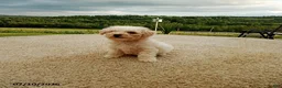 Bichpoo dogs for sale: Harry - Ad 5