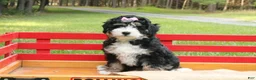 Mini Bernedoodle dogs for sale: Beauty - Ad 4