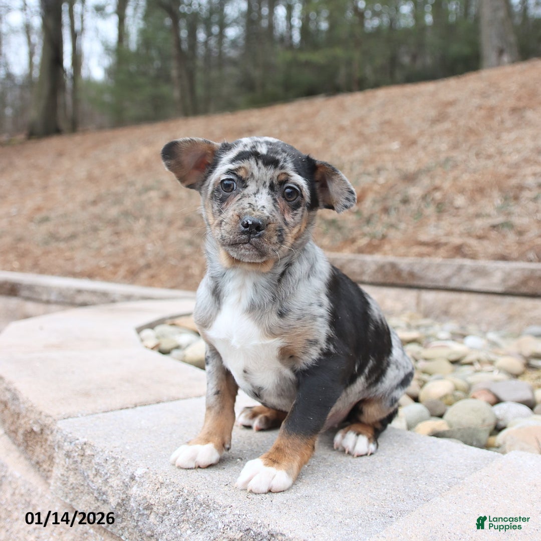 Mixed Breed dogs for sale: Midas - Ad 1