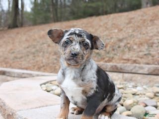 Mixed Breed dogs Midas - Ad 28