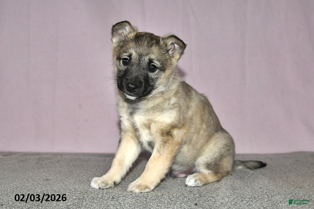 Mixed Breed dogs Tony - Ad 2