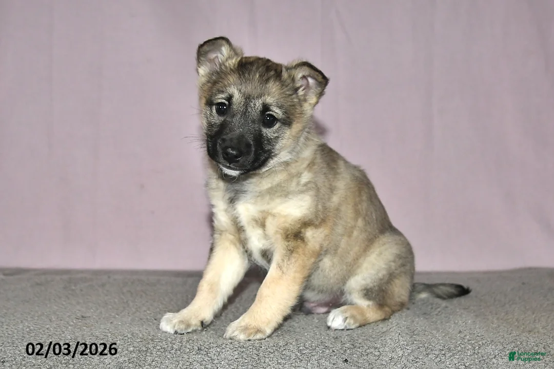 Mixed Breed dogs for sale: Tony - Ad 2