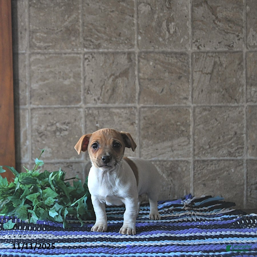 Jack Russell Terrier dogs Aspen - Ad 4