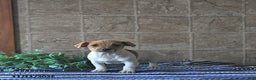 Jack Russell Terrier dogs for sale: Aspen - Ad 1