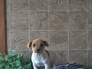 Jack Russell Terrier dogs Aspen - Ad 40