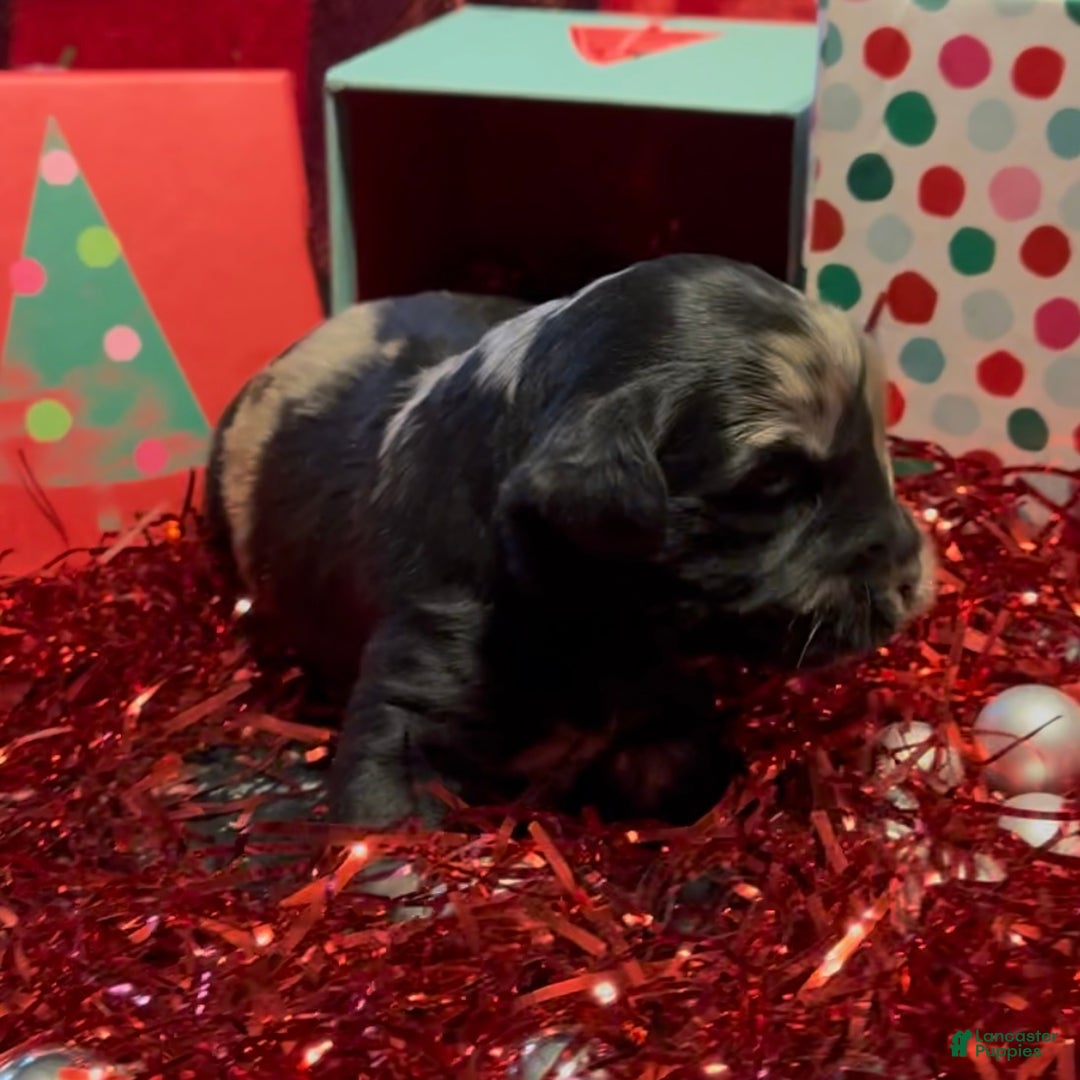 Mini Goldendoodle dogs for sale: Nancy - Ad 2