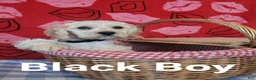 Cockapoo dogs for sale: Black Boy  - Ad 30
