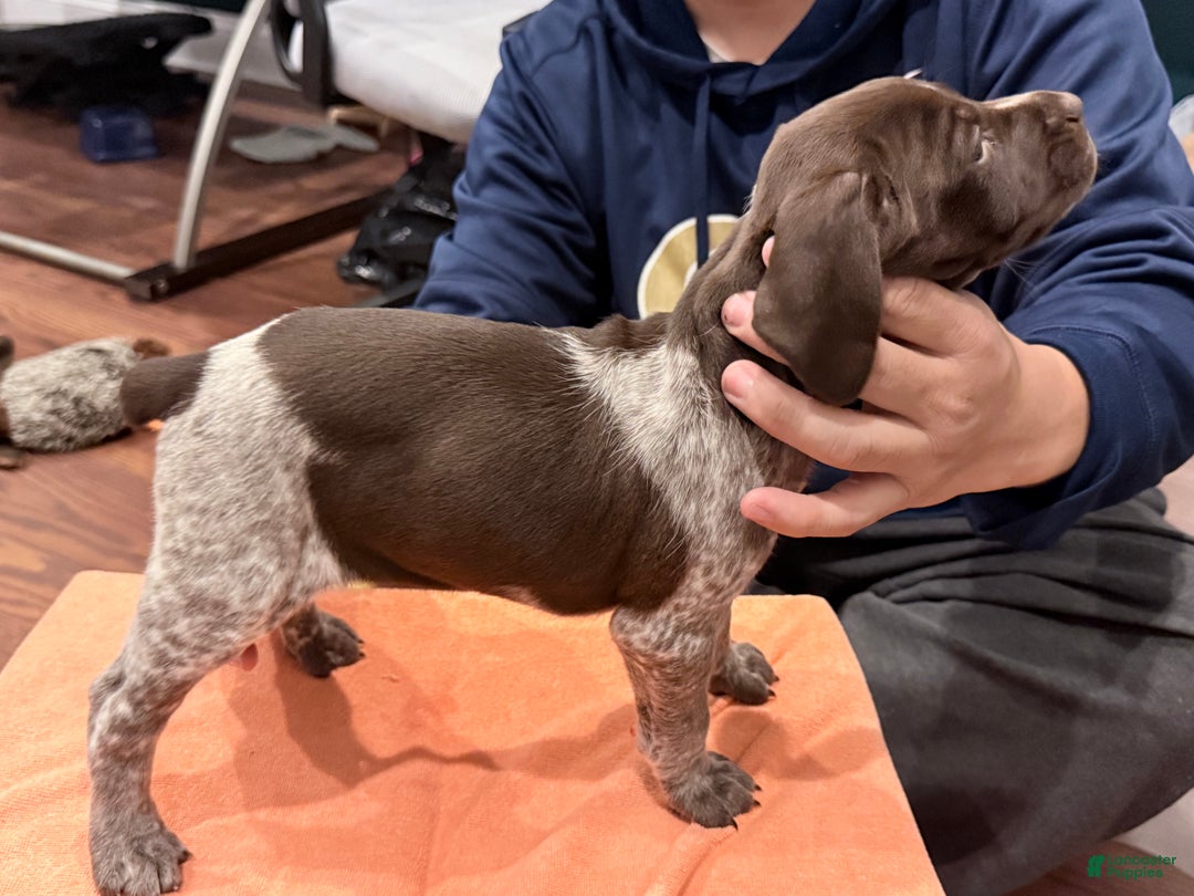 Mixed Breed dogs for sale: Mixed Breed Puppy 6 - Ad 2