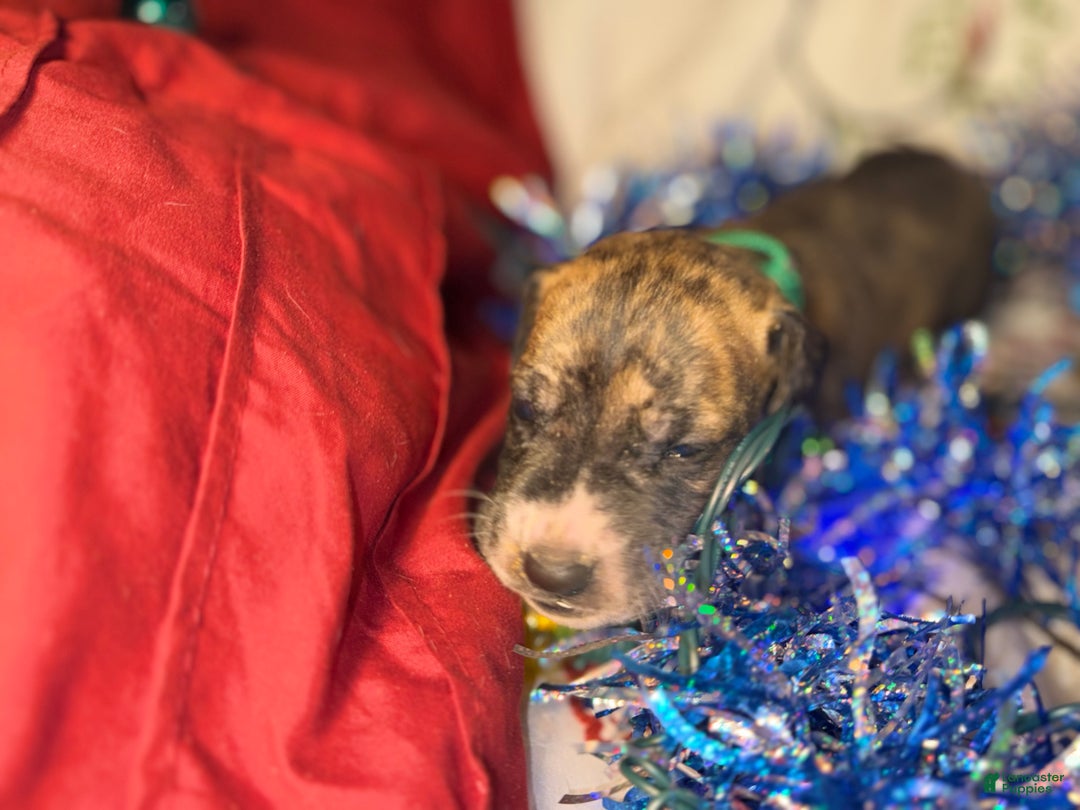 Great Dane dogs for sale: Max - Ad 9