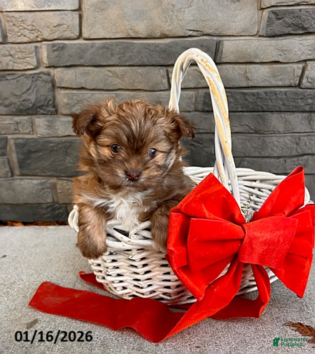 Mixed Breed dogs for sale: Tessa - Ad 2