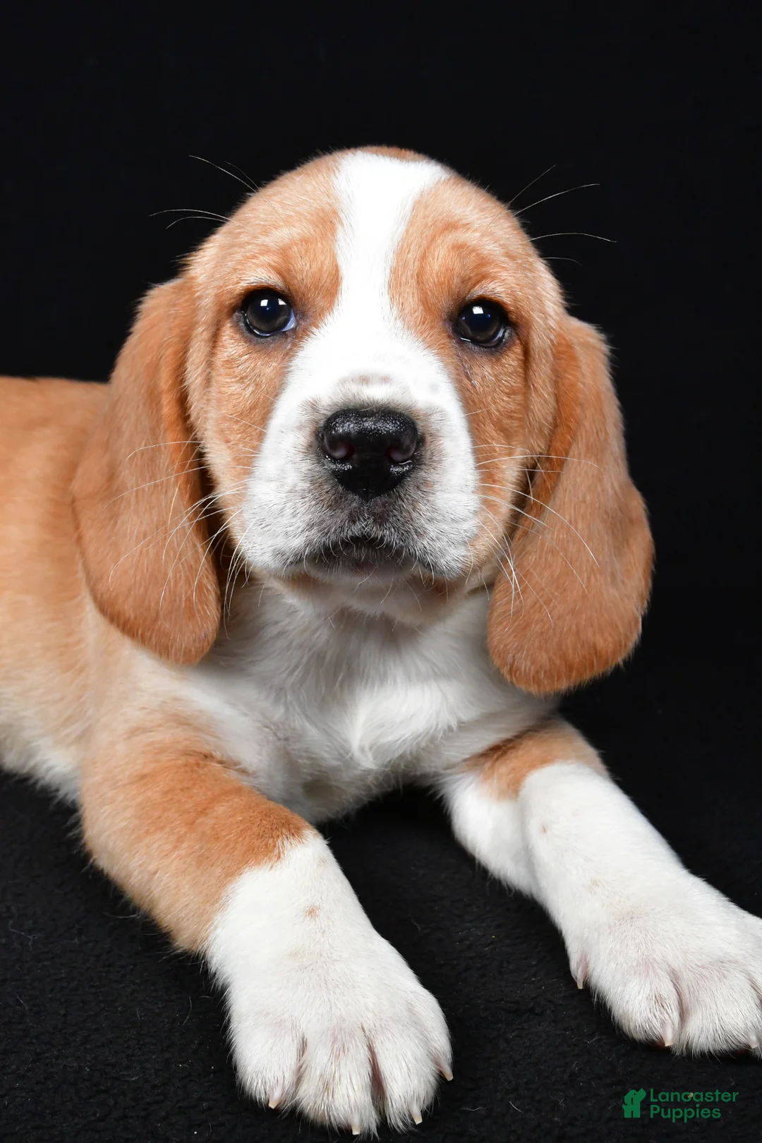 Beagle dogs for sale: Bert - Ad 6