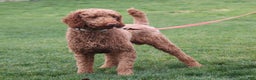 Goldendoodle dogs for sale: Peppermint - Ad 7