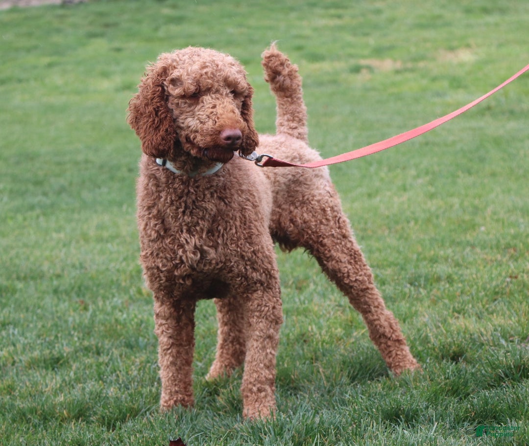 Goldendoodle dogs for sale: Peppermint - Ad 7