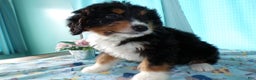 Mini Bernedoodle dogs for sale: Mini Bernedoodle Puppy 3 Brewster - Ad 2