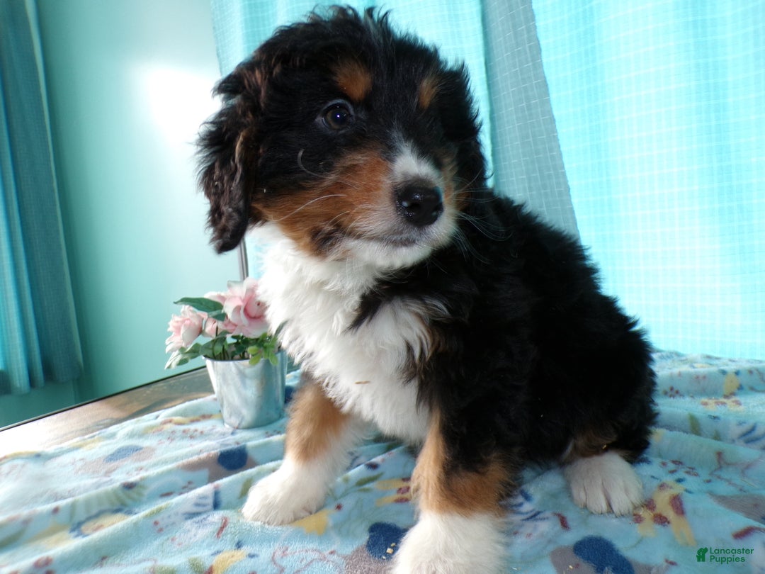 Mini Bernedoodle dogs for sale: Mini Bernedoodle Puppy 3 Brewster - Ad 2