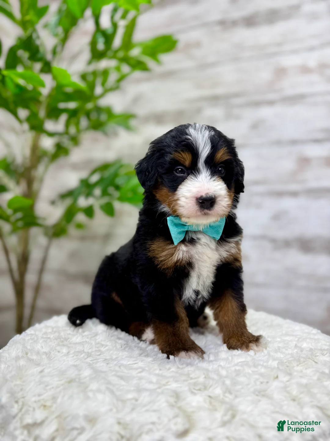 Mini Bernedoodle dogs for sale:  ❤️Chase - Ad 2