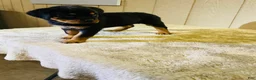 Rottweiler dogs for sale: Rottweiler 5 - Ad 14