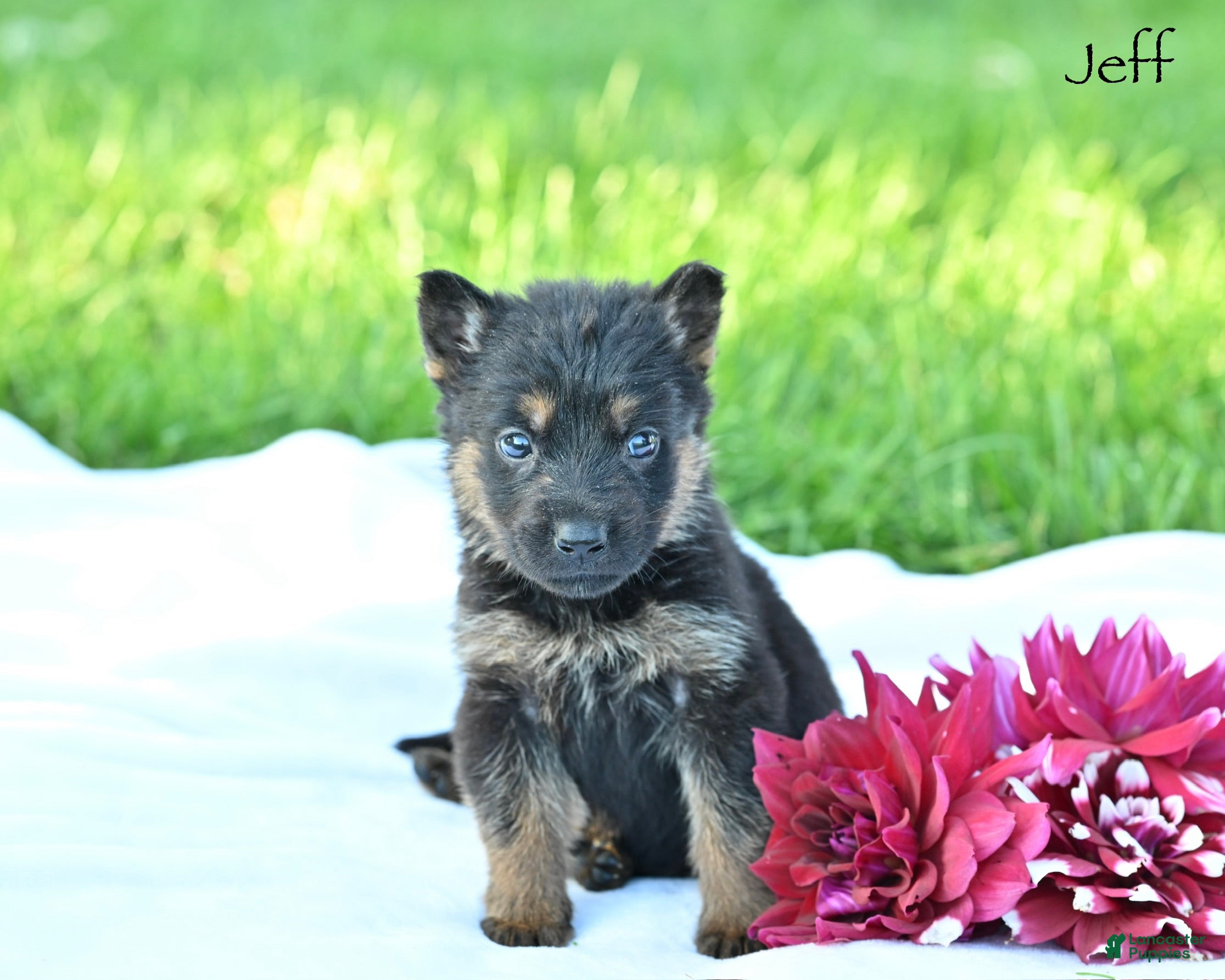 German Shepherd dogs Jeff - Ad 1