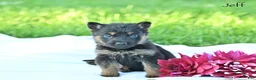 German Shepherd dogs for sale: Jeff - Ad 1