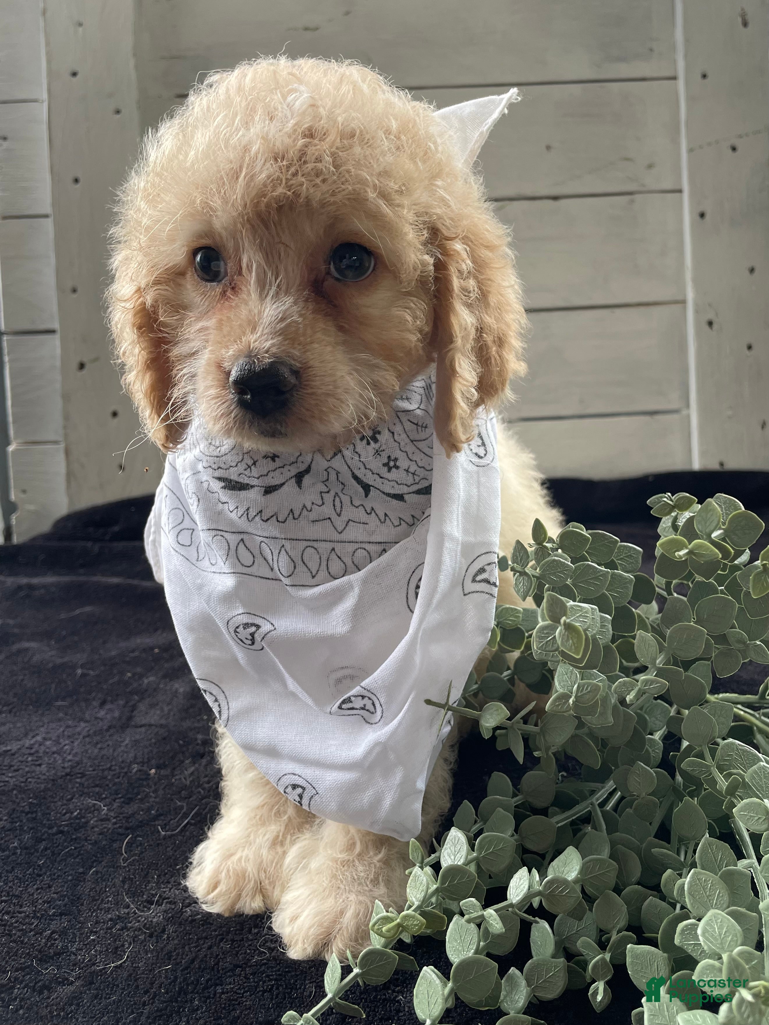Cockapoo dogs Lady  - Ad 1