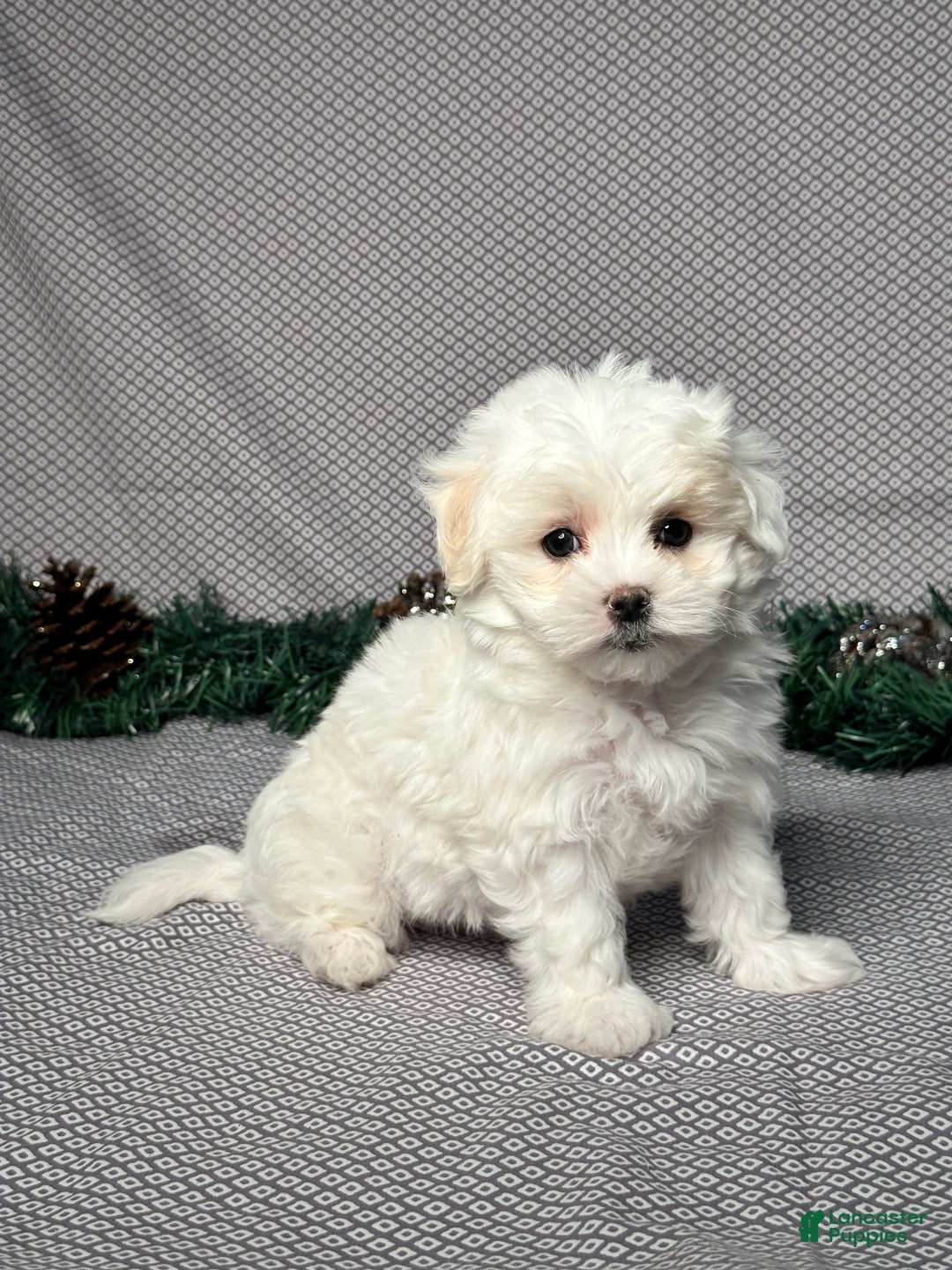 Maltese dogs for sale: Emily - Ad 2