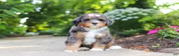 Mini Bernedoodle dogs for sale: Zoey - Ad 4