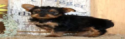 Morkie dogs for sale: Ozzy - Ad 5
