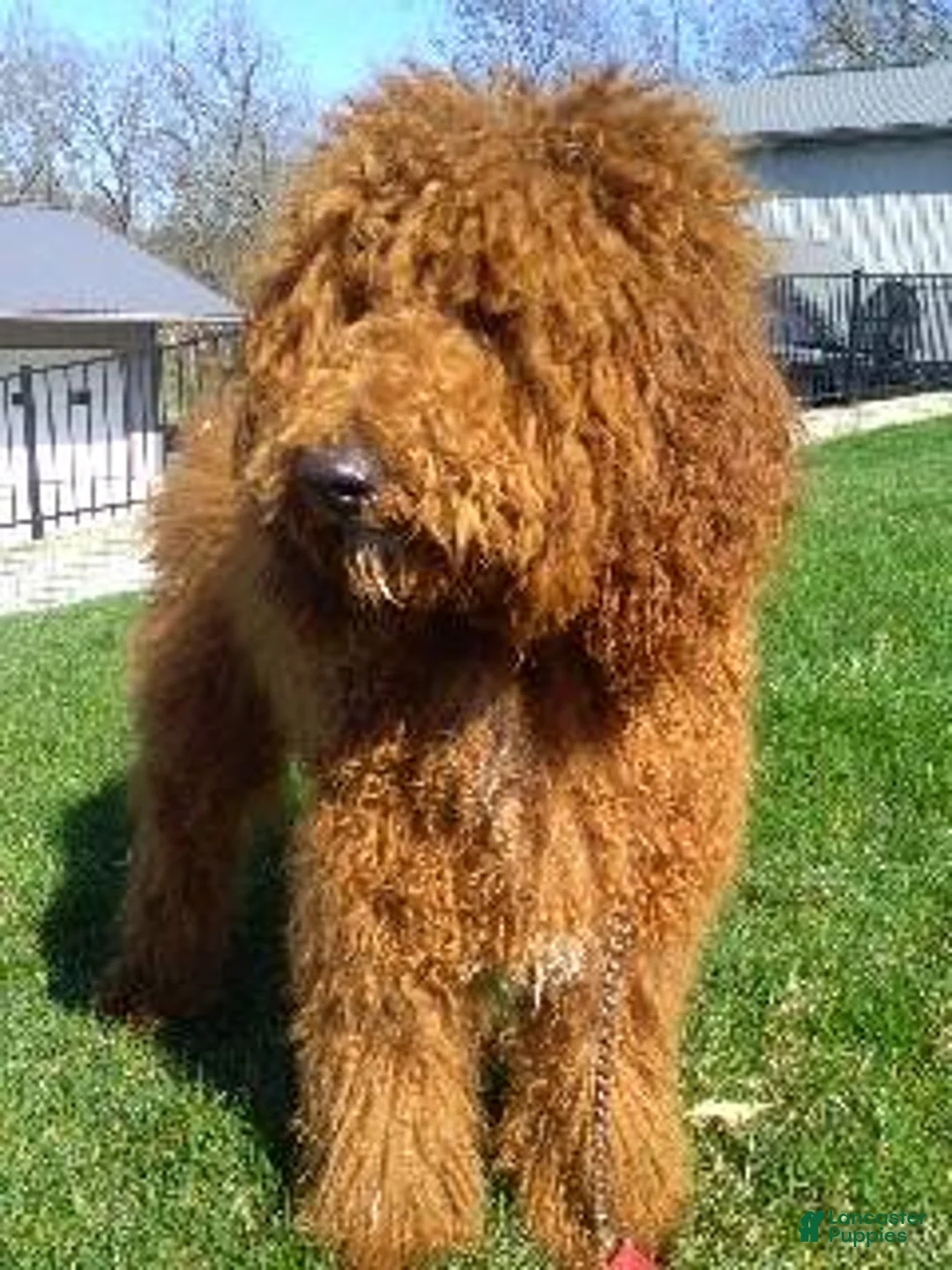 Goldendoodle dogs for sale: Buster  - Ad 6
