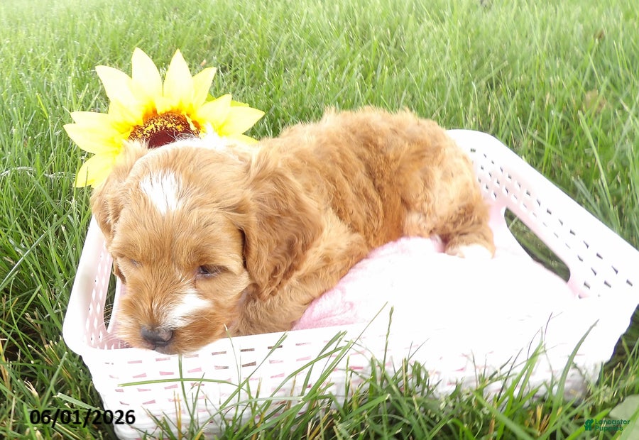 Cockapoo dogs Periwinkle - Ad 2