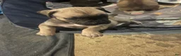 South African Boerboels dogs for sale: Chunk Rock - Ad 7