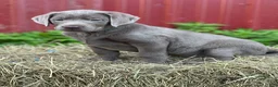 Labrador Retriever dogs for sale: Tiffany - Ad 2