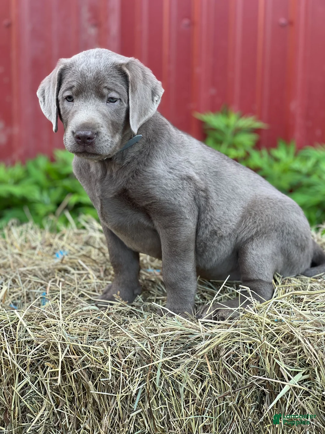 Labrador Retriever dogs for sale: Tiffany - Ad 2