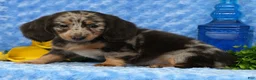 Miniature Dachshund dogs for sale: Weston - Ad 6