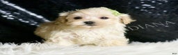 Maltipoo dogs for sale: Dalton - Ad 4