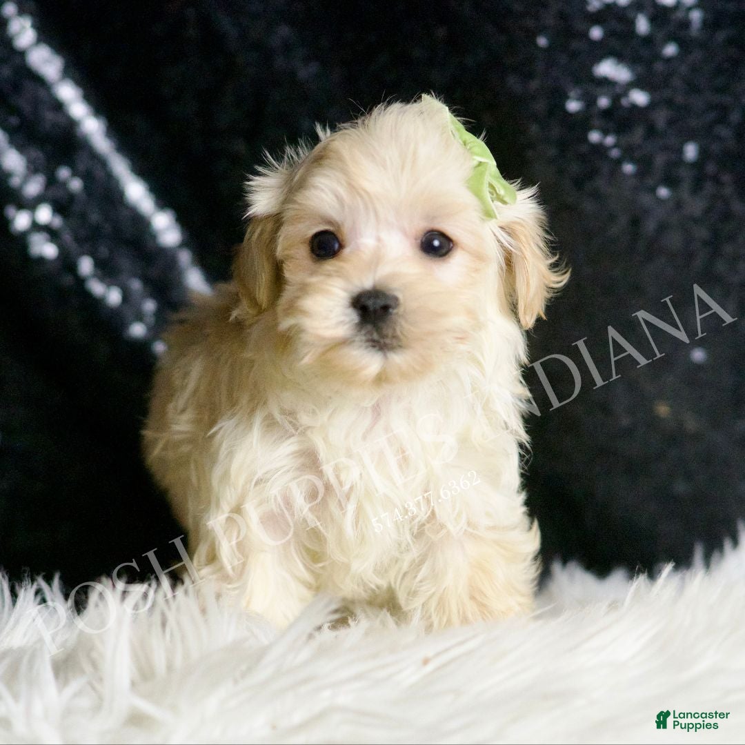 Maltipoo dogs for sale: Dalton - Ad 4