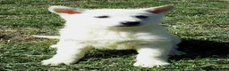 German Shepherd dogs for sale: Arctic - Ad 2