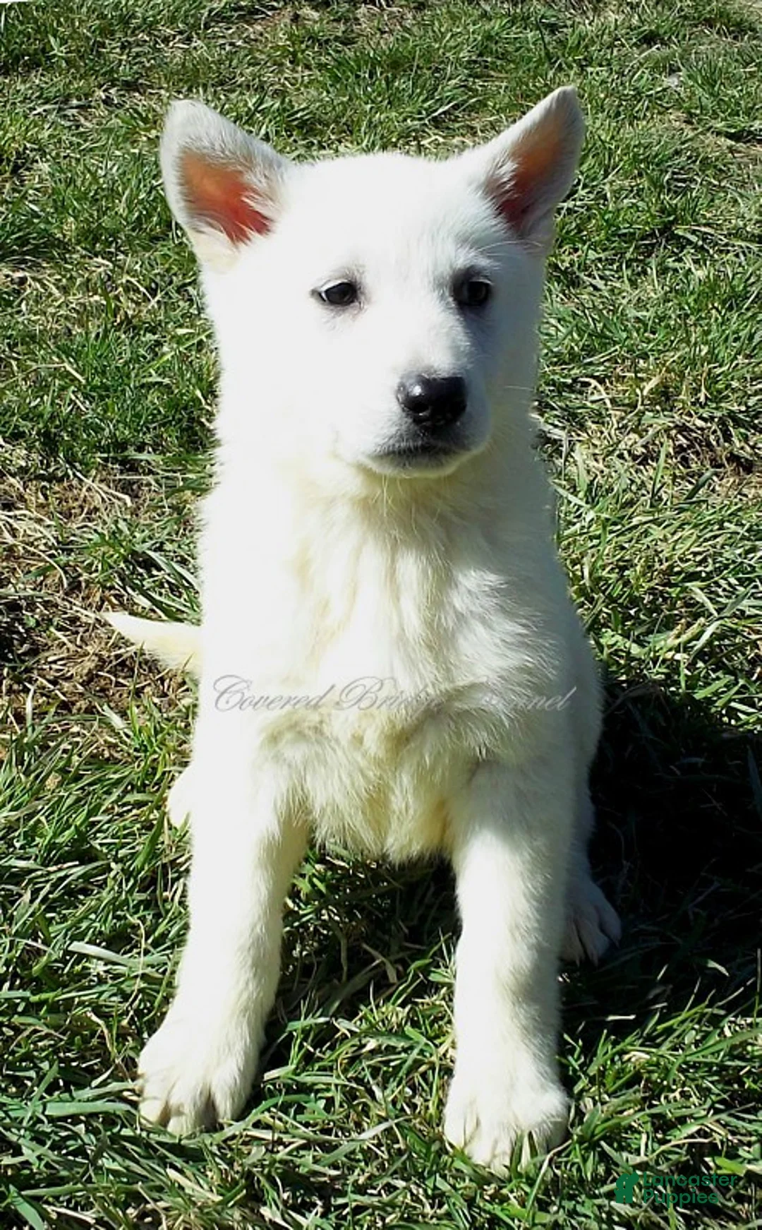 German Shepherd dogs for sale: Arctic - Ad 2