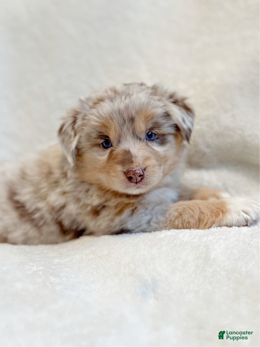 Miniature Australian Shepherd dogs for sale: Brinley - Ad 2