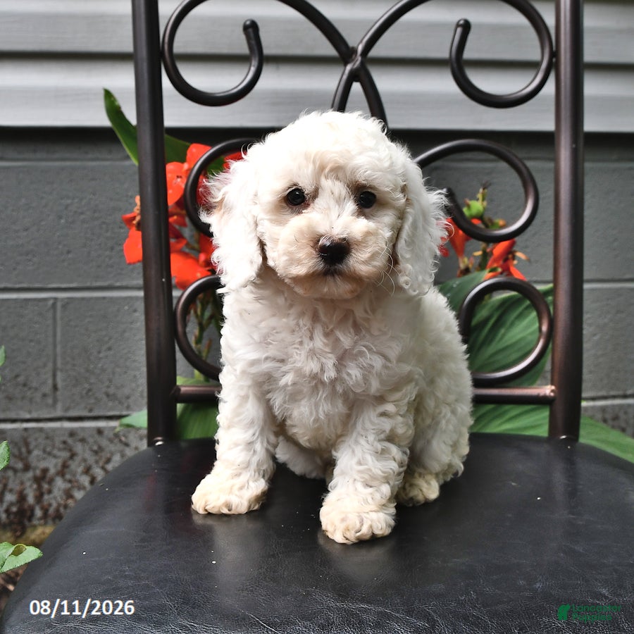 Cockapoo dogs Ashlyn - Ad 2