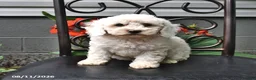 Cockapoo dogs for sale: Ashlyn - Ad 2