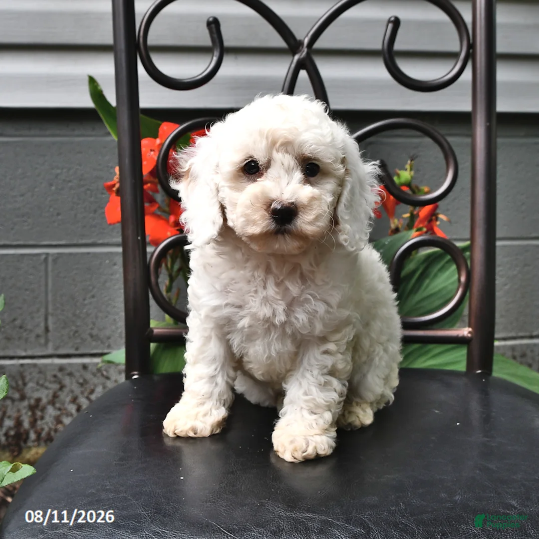 Cockapoo dogs for sale: Ashlyn - Ad 2