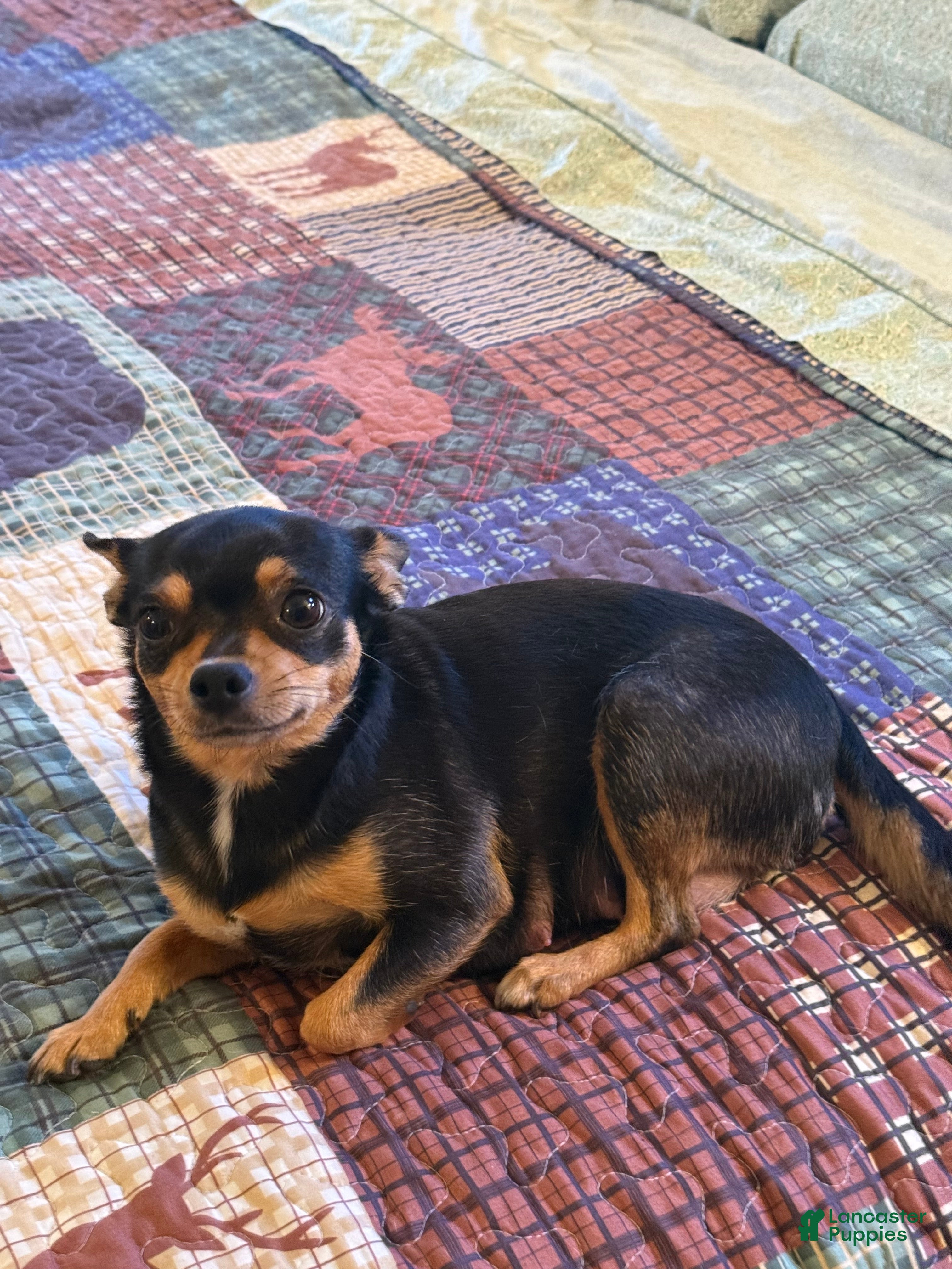 Chihuahua dogs Chihuahua 2 - Ad 2