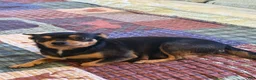 Chihuahua dogs for sale: Chihuahua 3 - Ad 2