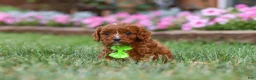 Cavapoo dogs for sale: Bodie - Ad 3