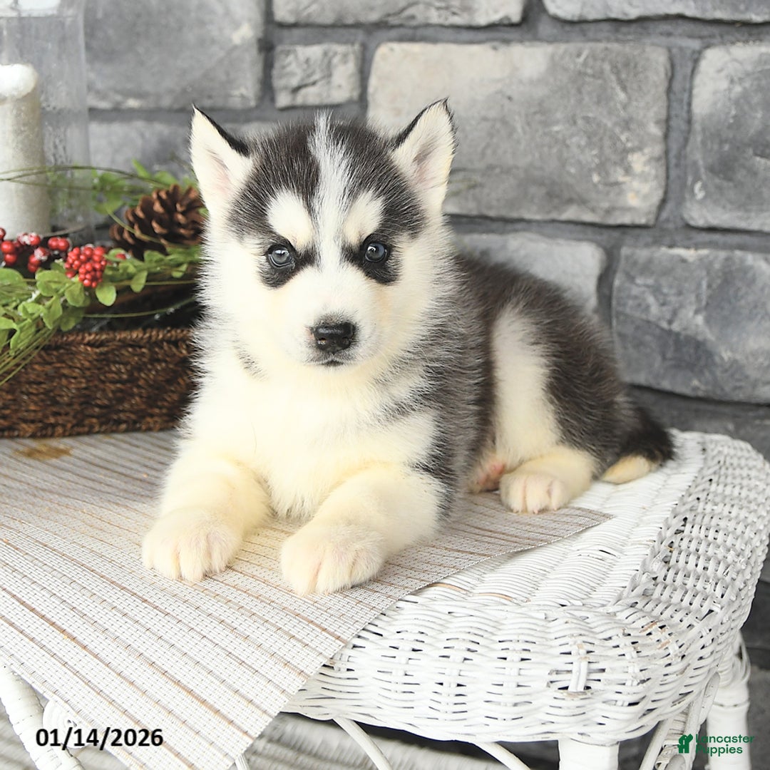 Siberian Husky dogs for sale: Gulliver - Ad 3