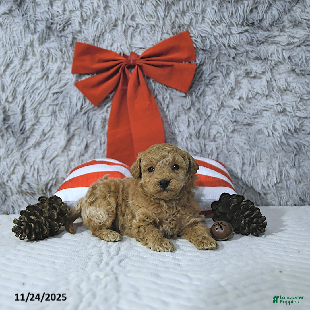 Bichpoo dogs for sale: Holly - Ad 3