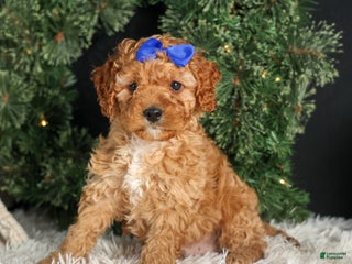Cavapoo dogs PATTERICK - Ad 36