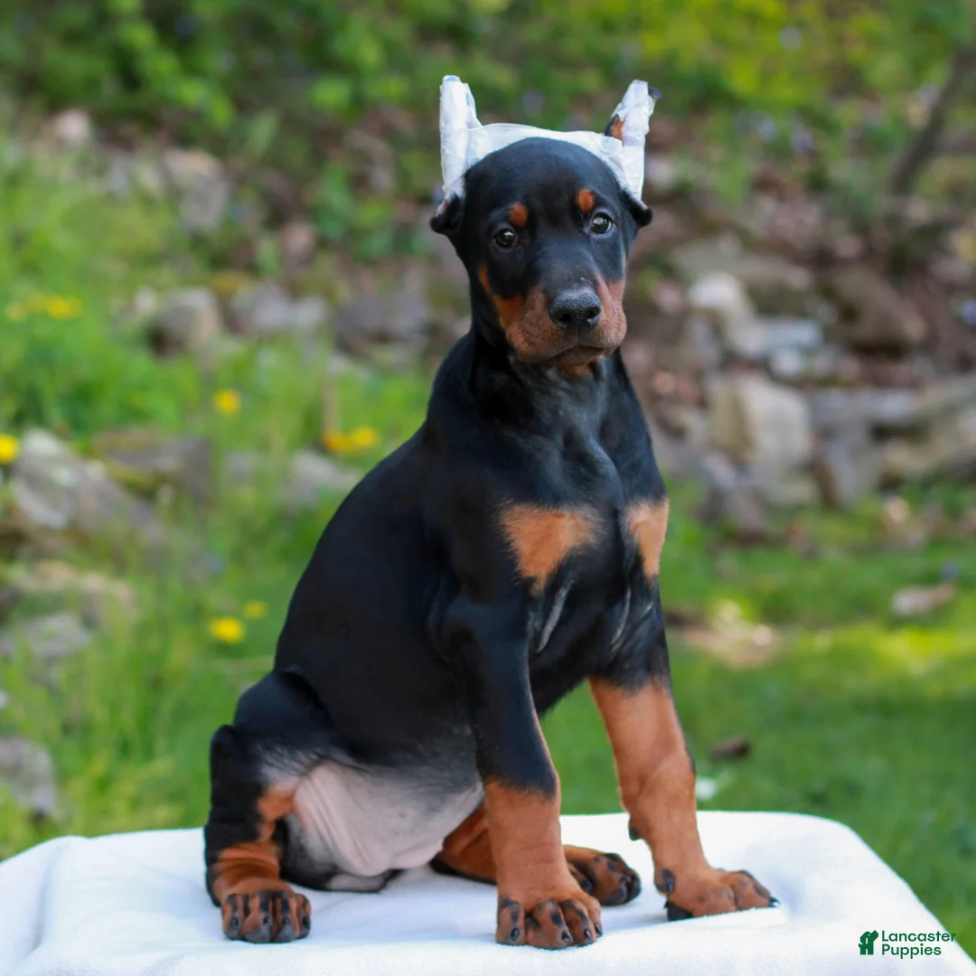 Doberman Pinscher dogs for sale: Alice  - Ad 2