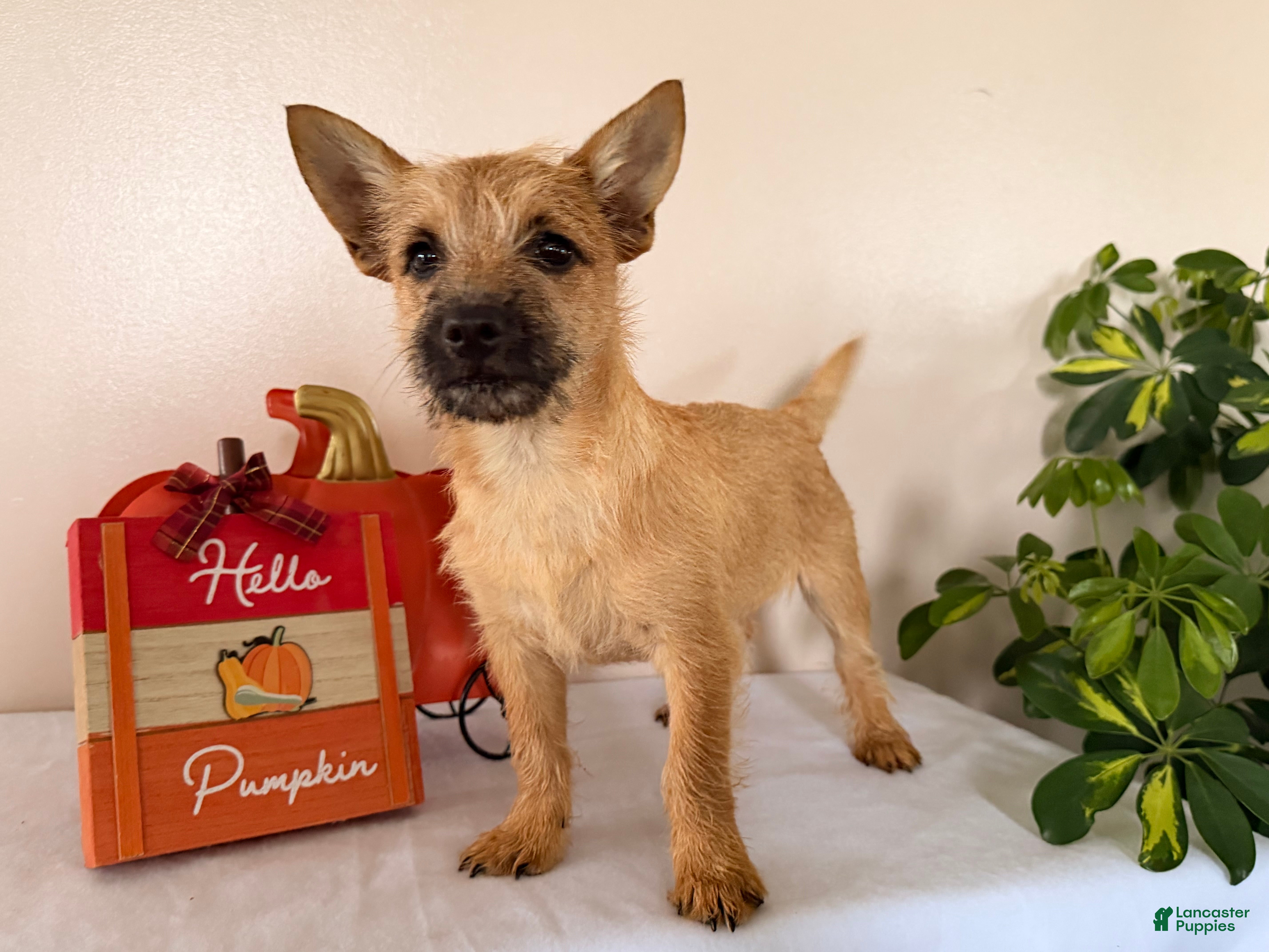 Cairn Terrier dogs for sale: Itsybitsy  - Ad 1